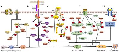 Frontiers | E3 Ubiquitin Ligase-Mediated Regulation Of Osteoblast ...